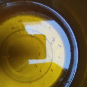 پلو شیرازی - تصویر 2